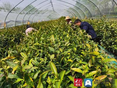 “白露”飘香 费县春曦茶业以技术创新驱动白茶产业升级与生物有机肥料研发