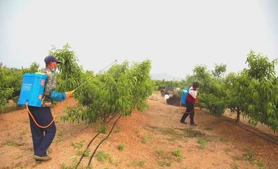 世代海洋生物科技 以科技与创新为双翼，引领海带行业与生物有机肥研发新篇章